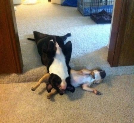 Estas 17 fotos de cães sentados de forma engraçada vão melhorar seu dia