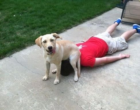 Estas 17 fotos de cães sentados de forma engraçada vão melhorar seu dia