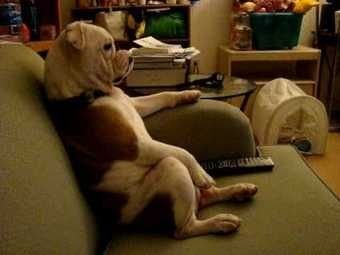 Estas 17 fotos de cães sentados de forma engraçada vão melhorar seu dia