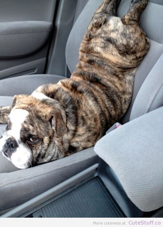 Estas 17 fotos de cães sentados de forma engraçada vão melhorar seu dia