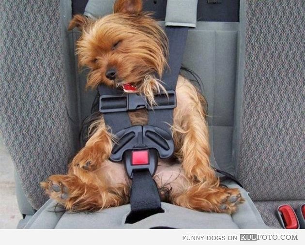Estas 17 fotos de cães sentados de forma engraçada vão melhorar seu dia