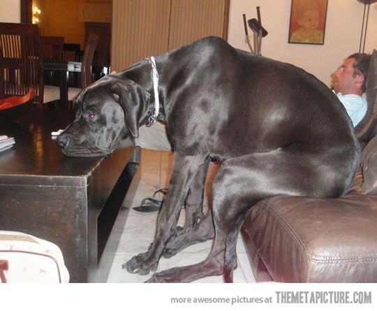 Estas 17 fotos de cães sentados de forma engraçada vão melhorar seu dia