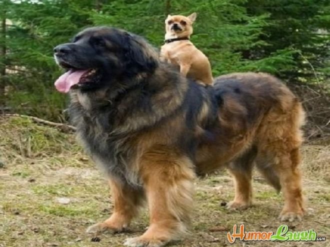Estas 17 fotos de cães sentados de forma engraçada vão melhorar seu dia