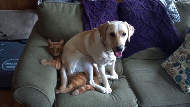 Estas 17 fotos de cães sentados de forma engraçada vão melhorar seu dia