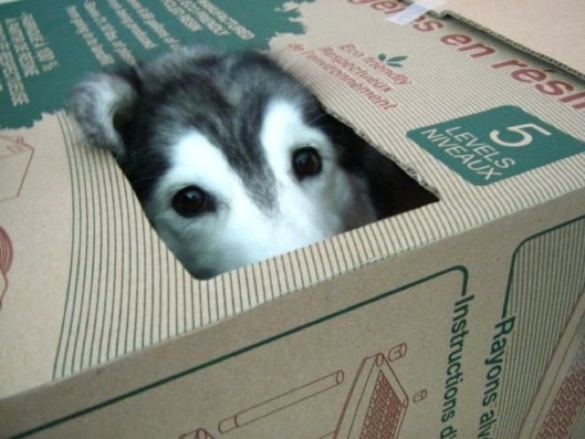 Estas 17 fotos de cães sentados de forma engraçada vão melhorar seu dia