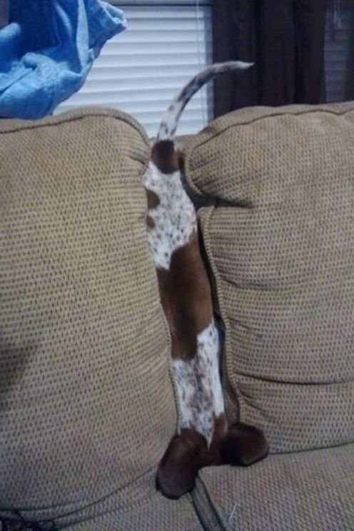 Estas 17 fotos de cães sentados de forma engraçada vão melhorar seu dia