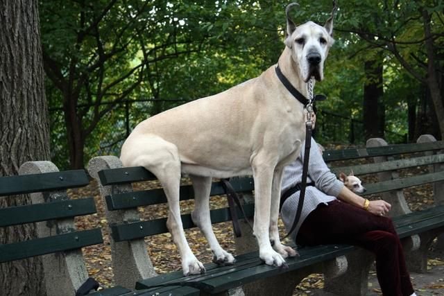 Estas 17 fotos de cães sentados de forma engraçada vão melhorar seu dia