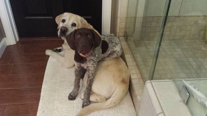Estas 17 fotos de cães sentados de forma engraçada vão melhorar seu dia