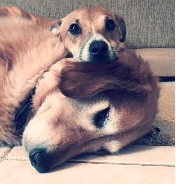 Estas 17 fotos de cães sentados de forma engraçada vão melhorar seu dia