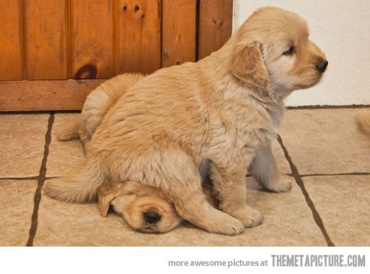Estas 17 fotos de cães sentados de forma engraçada vão melhorar seu dia