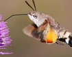 thumb-image-2024-02-29T13:58:38.519Z