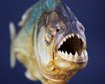 thumb-image-2024-02-29T13:58:40.447Z