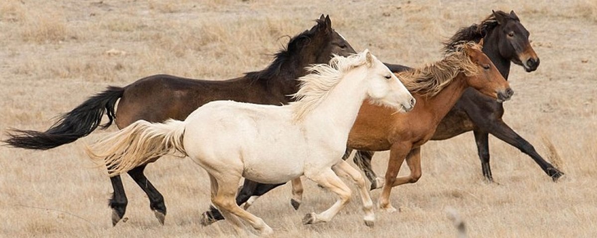 Austrália vai matar 10.000 cavalos selvagens, Ambiente