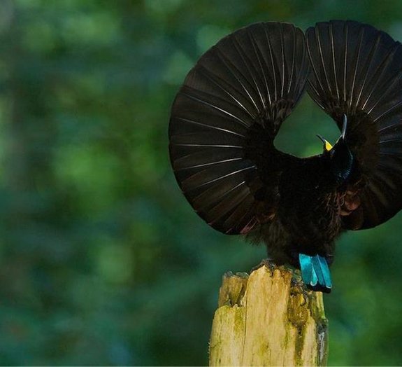 Aves-do-paraíso: conheça algumas das criaturas mais exóticas do planeta
