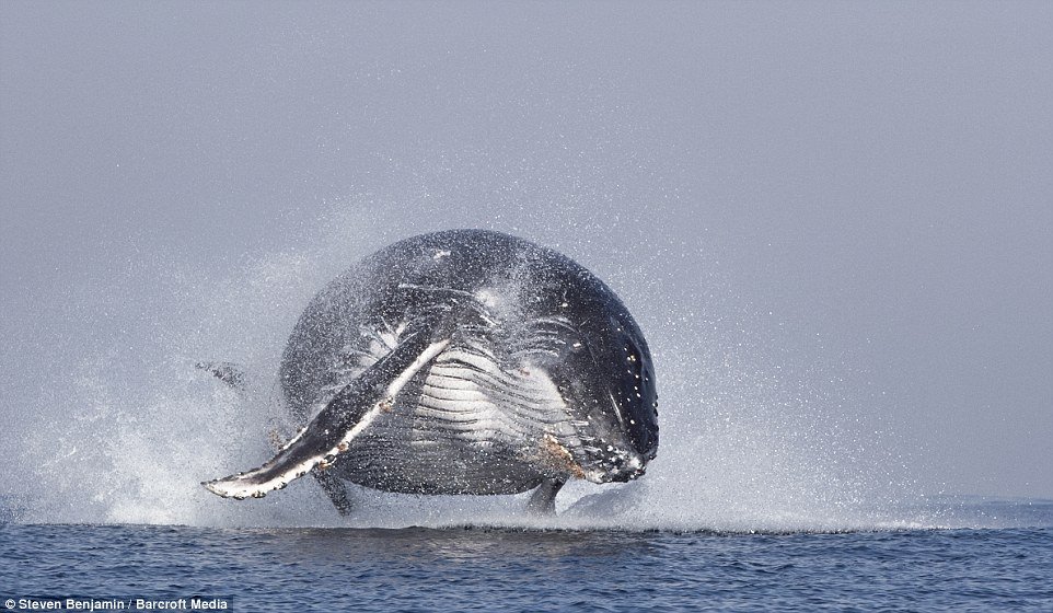 Incrível! Veja fotos de uma baleia saltando como se fosse um golfinho