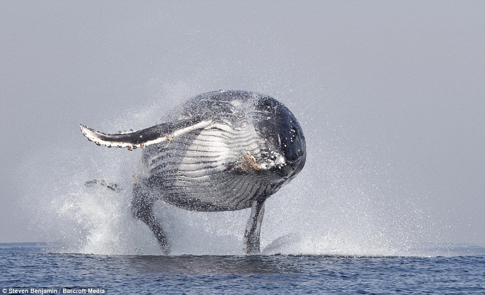 Incrível! Veja fotos de uma baleia saltando como se fosse um golfinho