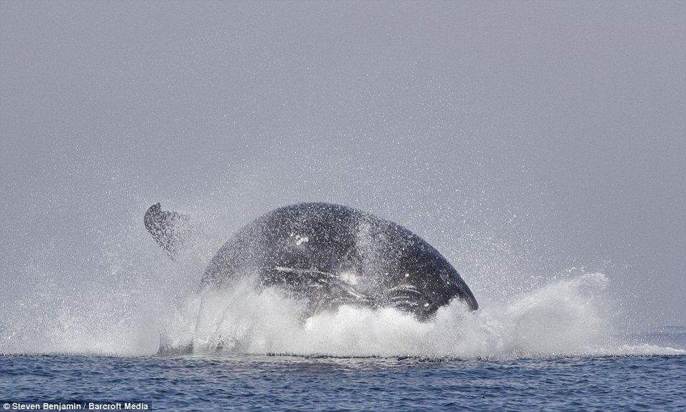 Incrível! Veja fotos de uma baleia saltando como se fosse um golfinho