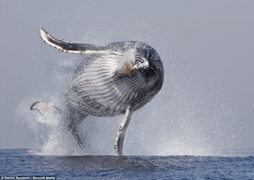 Incrível! Veja fotos de uma baleia saltando como se fosse um golfinho