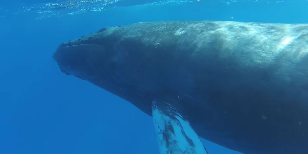 Você vai se surpreender com o lugar mais profundo dos oceanos - Mega Curioso