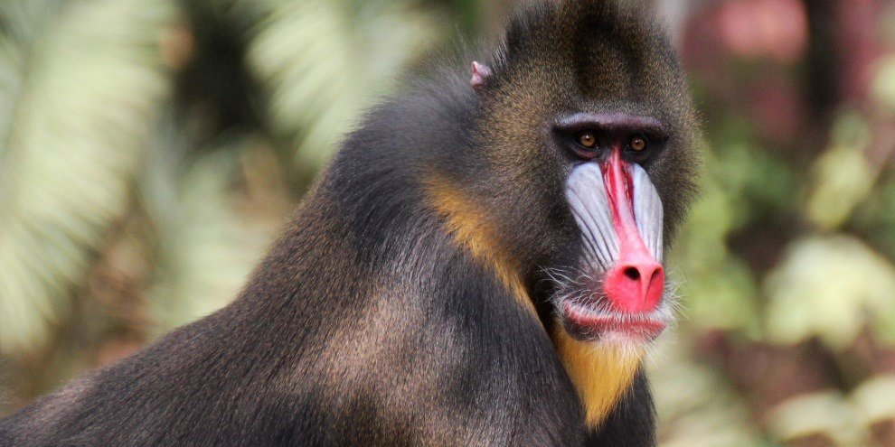 Os 4 fatos sobre o macaco-prego, um dos primatas mais inteligentes