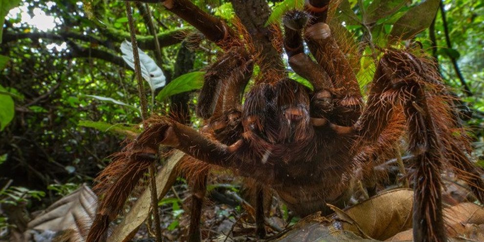 Conheça o weta, o maior e mais pesado inseto do mundo - TecMundo