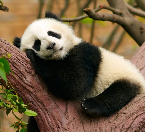 Filhotes de panda se unem contra tratador para não tomar remédio [vídeo]