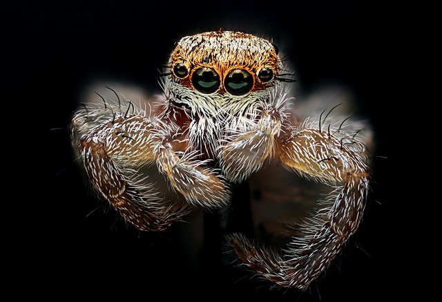 Aranha-saltadora.