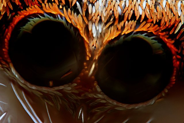 Aranha-saltadora.