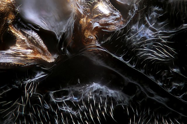 Da família Braconidae. Local onde a asa se une ao corpo.