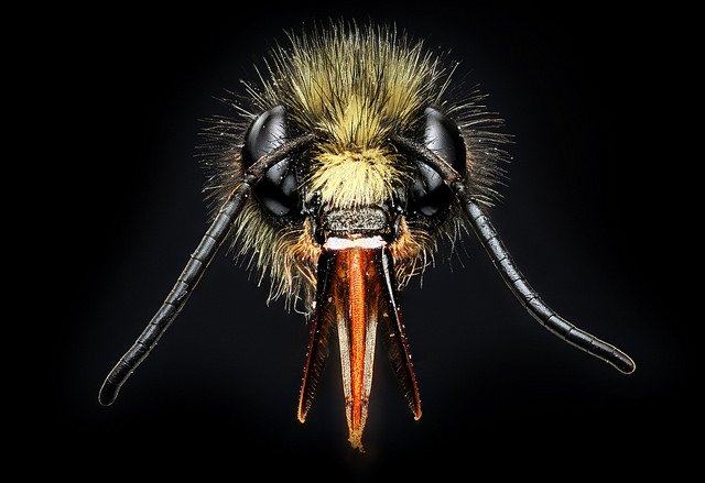 Abelha do gênero Bombus.