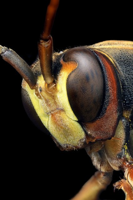 Do gênero Polistes.