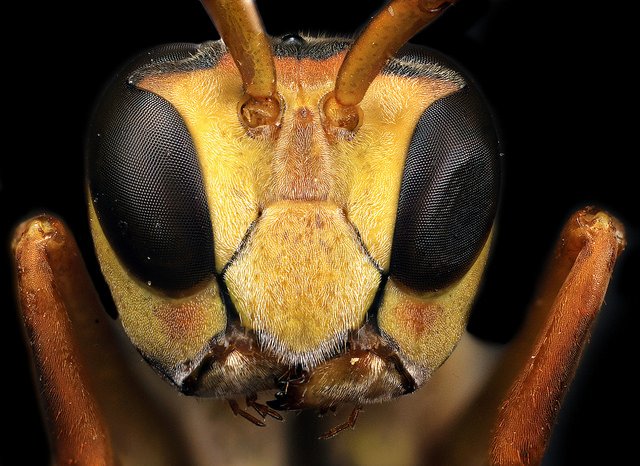 Do gênero Polistes.