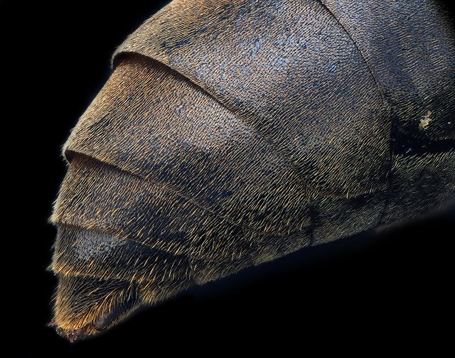 Do gênero Polistes.