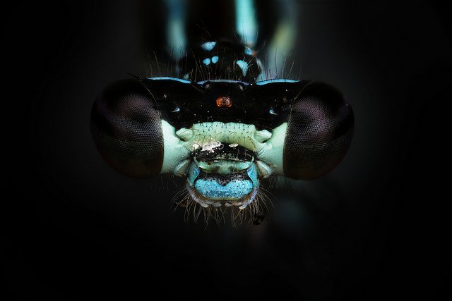 Donzelinha (Zygoptera).