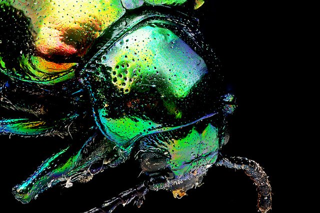 Besouro (Chrysochus auratus).