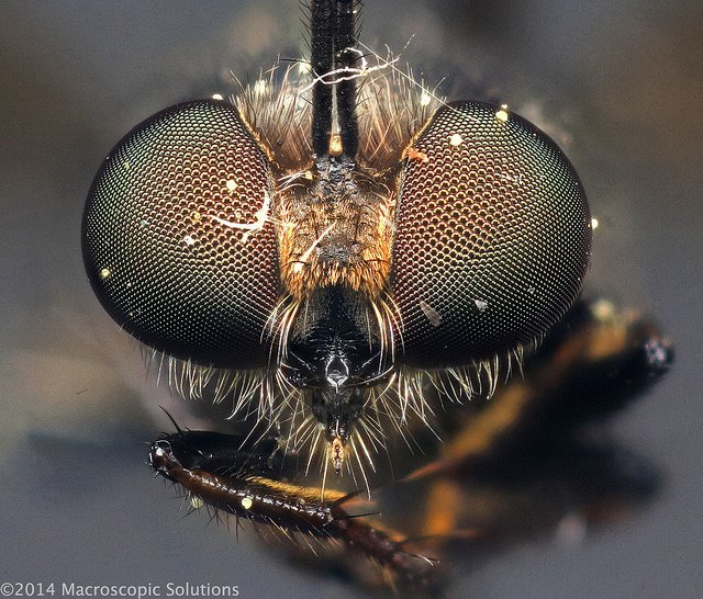 Mosca (Asilidae).