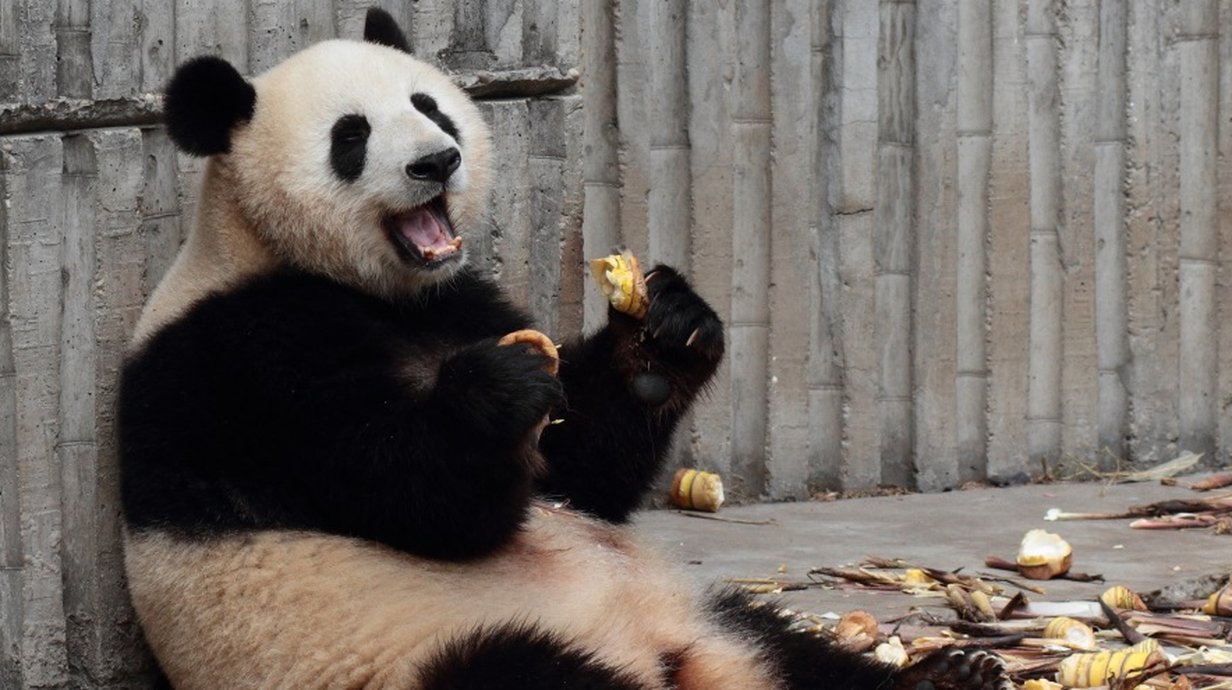 Panda é flagrado em momento íntimo de prazer solitário [vídeo] - Mega  Curioso