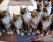 thumb-image-2024-02-29T13:58:53.151Z