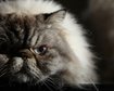thumb-image-2024-02-29T13:58:53.294Z
