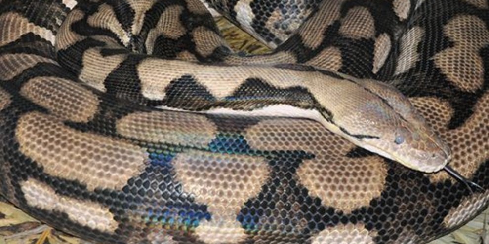 Vídeo que mostra impressionante contraste de cobra azul venenosa