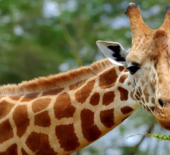 Conheça alguns fatos e curiosidades sobre as girafas