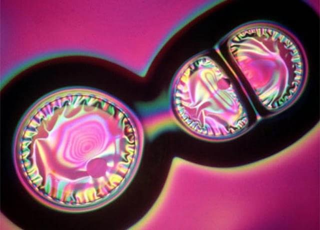 1981 – A fotografia que você acabou de ver mostra pequenas bolhas resultantes de um processo eletrônico experimental utilizado para temperar vidro, e é de autoria de David Gnizak da Ferro Corp., de Ohio.