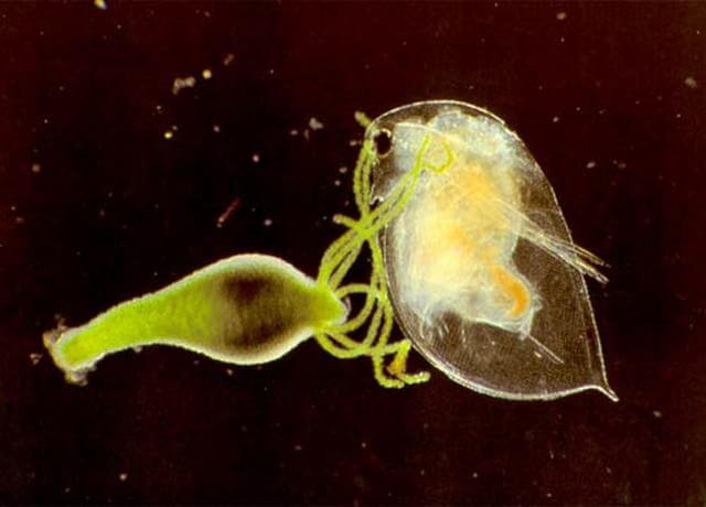 1986 – Hora do lanche: Hydra viridissima flagrada capturando Daphnia pulex por Steven F. Lowry da Universidade de Ulster em Coleraine, localizada na Irlanda do Norte.