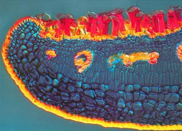 2000 – A imagem mostra a folha de uma planta normalmente encontrada em manguezais (Avicennia marina) clicada por Daphne Zbaeren-Colbourn de Bern, Suíça.