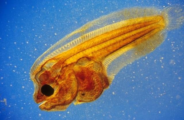 Foto da larva de um peixe da espécie Pleuronectidae clicada por Christian Gautier, da Agência de notícias JACANA, da França.