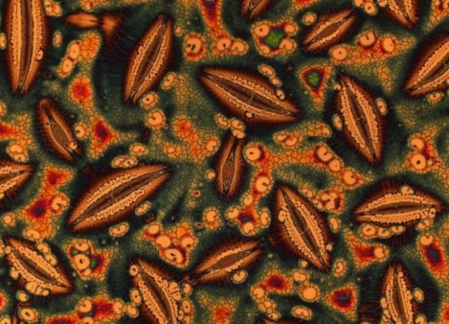 2004 – Pontos quânticos (ou nanocristais semicondutores) depositados sobre um substrato de silício registrados por Seth A. Coe-Sullivan do MIT — Massachusetts Institute of Technology.