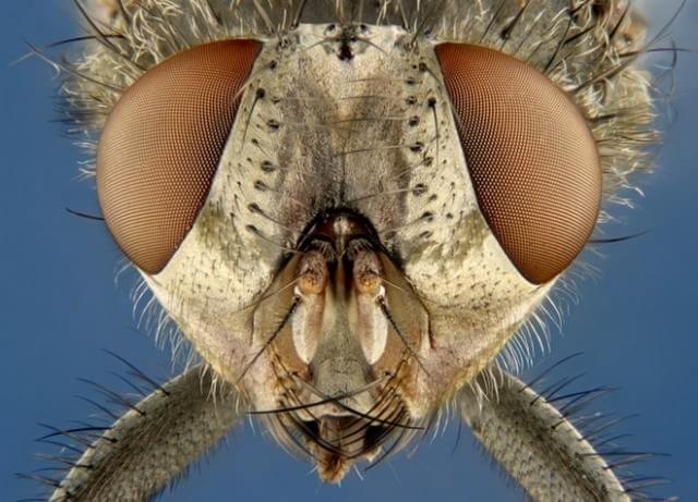 2005 – O retrato que você acabou de ver mostra uma mosca doméstica fotografada por Charles B. Krebs de Issaquah, em Washington.