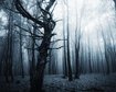 thumb-image-2024-02-29T13:58:55.477Z