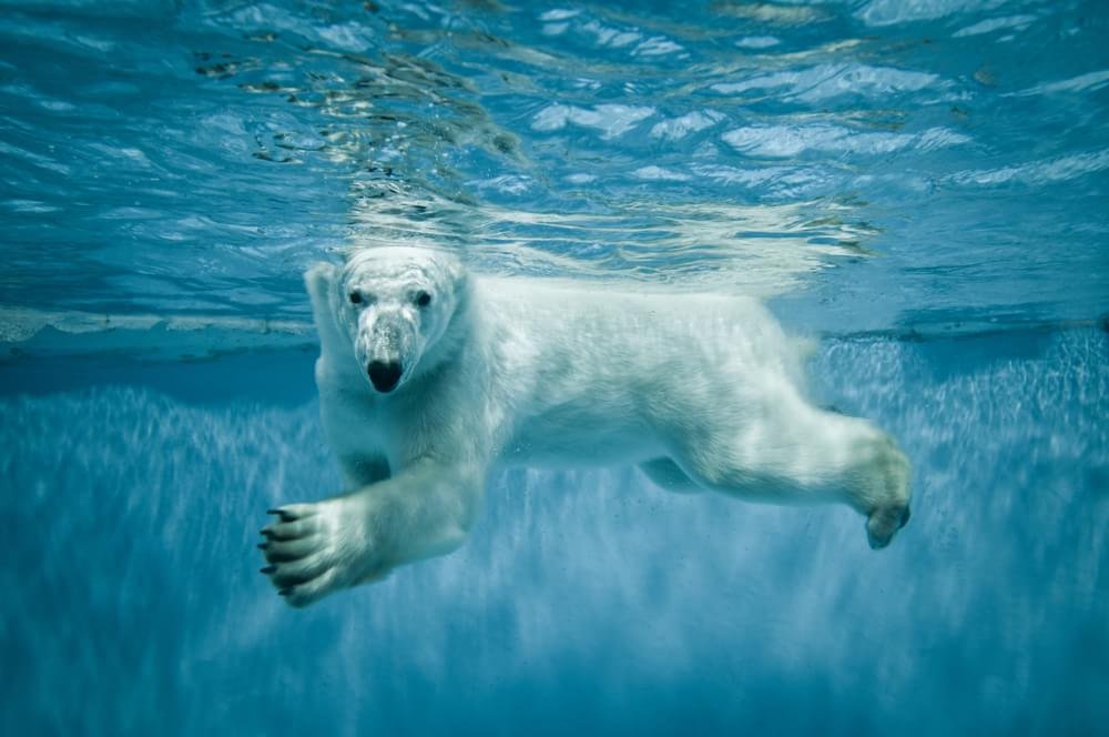 A Ursa Polar': Confira 5 curiosidades sobre os ursos polares antes