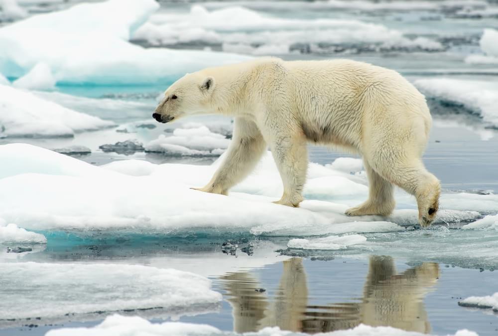 A Ursa Polar': Confira 5 curiosidades sobre os ursos polares antes